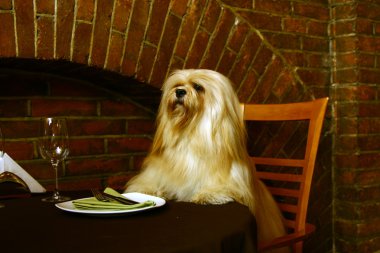 The Lhasa Apso clipart