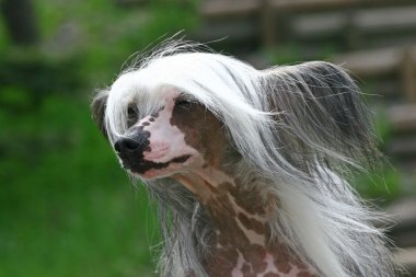 The Chinese Crested Dog outdor foto clipart