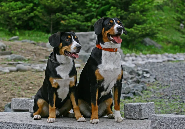 Prealpami sennenhund — Zdjęcie stockowe