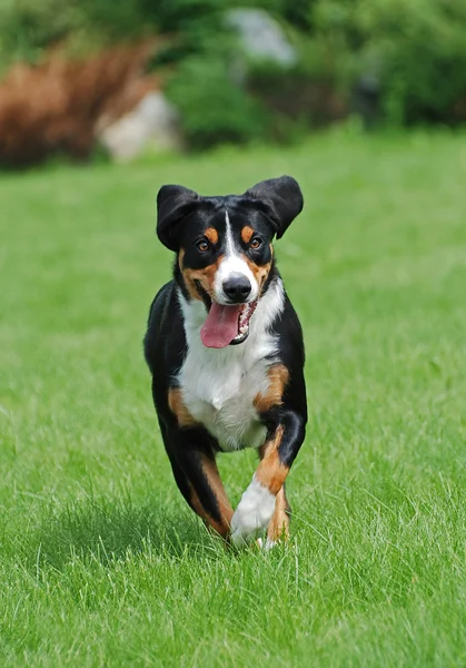 Appenzeller Sennenhund — Fotografia de Stock