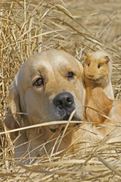 Labrador e porcellino d'India — Foto Stock