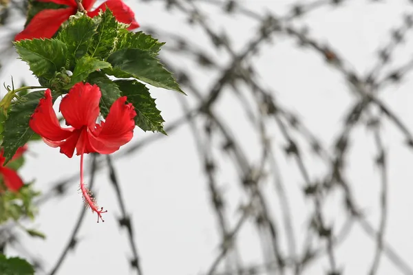 Цветок свободы — стоковое фото