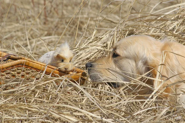 Labrador ja marsu — kuvapankkivalokuva