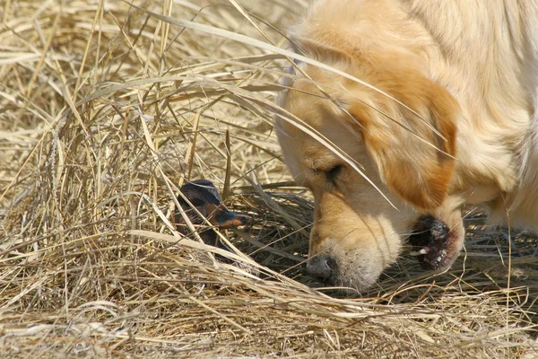 Labrador e Pato — Fotografia de Stock