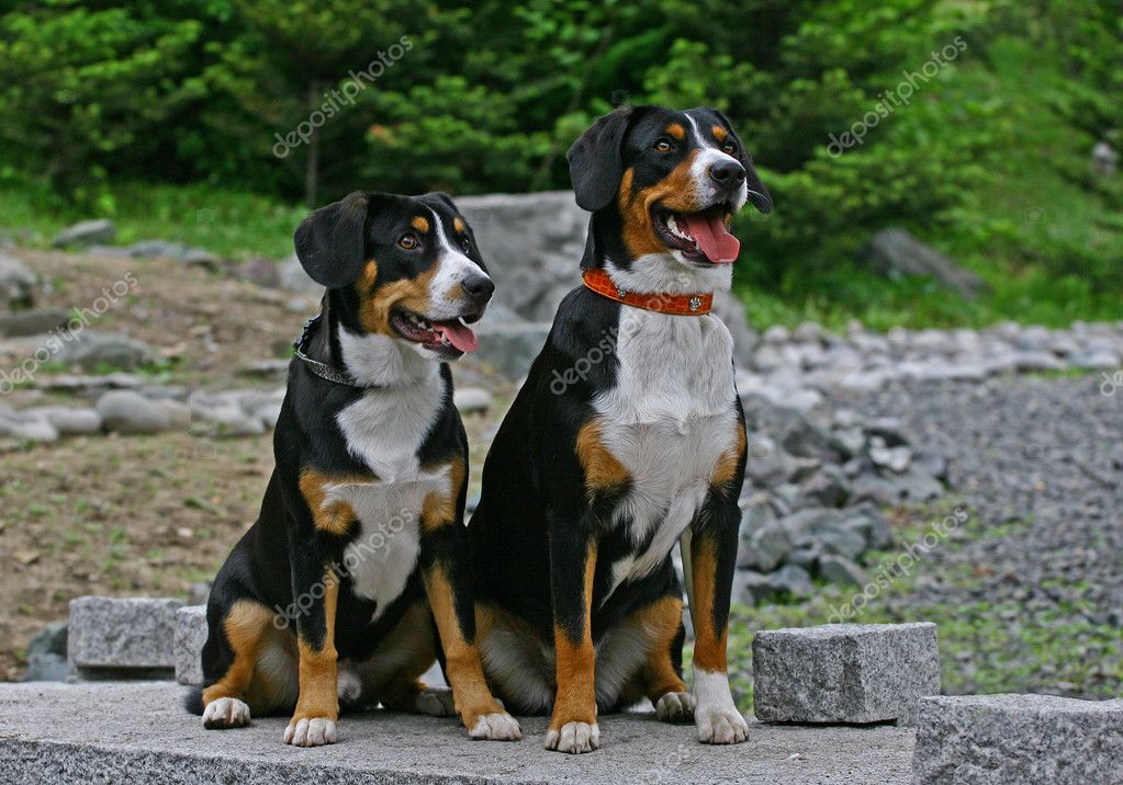 Appenzeller Sennenhund — Stock Photo © gsdonlin #1170238