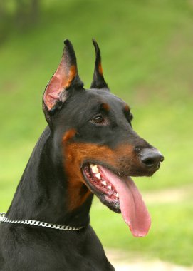 The Doberman Pinscher clipart