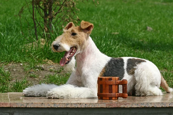 Wire Fox Terrier e uma xícara — Fotografia de Stock