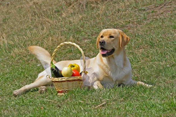Labrador en met een basketof fruit — Stockfoto