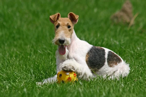 Fox Terrier con cable y una pelota Imágenes de stock libres de derechos