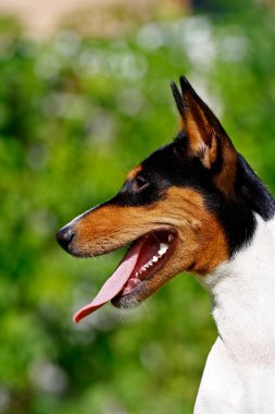 The Basenji clipart