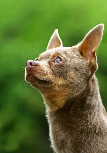 Der Chihuahua — Stockfoto