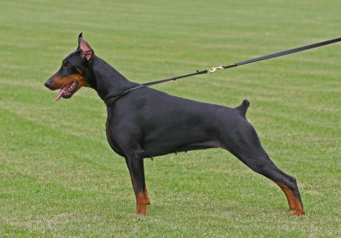 The Doberman Pinscher clipart