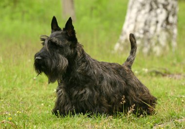 The Scottish Terrier clipart