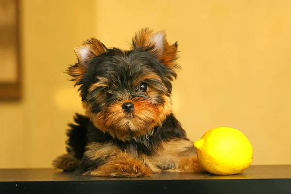 The Yorkshire Terrier — Stock Photo, Image