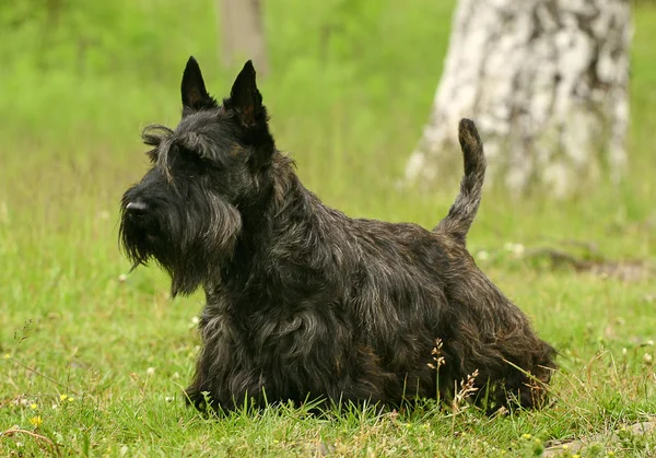 El Terrier escocés — Foto de Stock