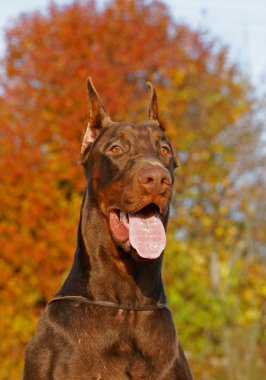 The Doberman Pinscher clipart