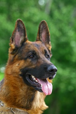 Portrate of german shepherd clipart