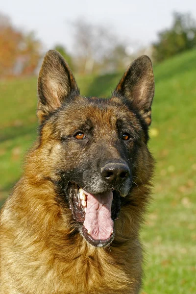 Yawning German Shepherd — Stock Photo, Image