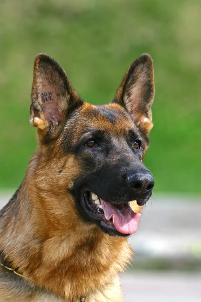 Portrait von Schäferhund — Stockfoto