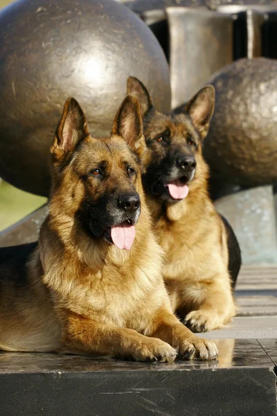 Zwei deutsche Schäferhunde — Stockfoto