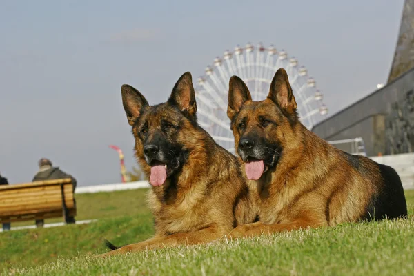 两个德国牧羊犬 — 图库照片