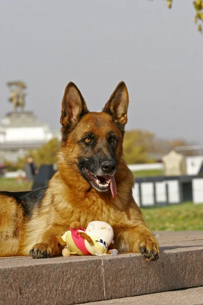 German Shepherd female on a stage Royalty Free Stock Images