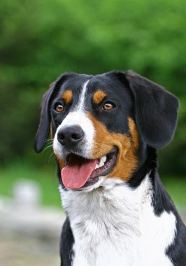 köpek portrate