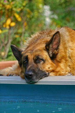 Bir Alman çoban köpeği portresi