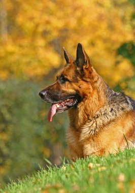 Bir Alman çoban köpeği portresi