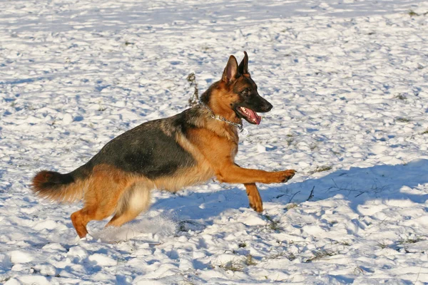 Running dog — Stockfoto