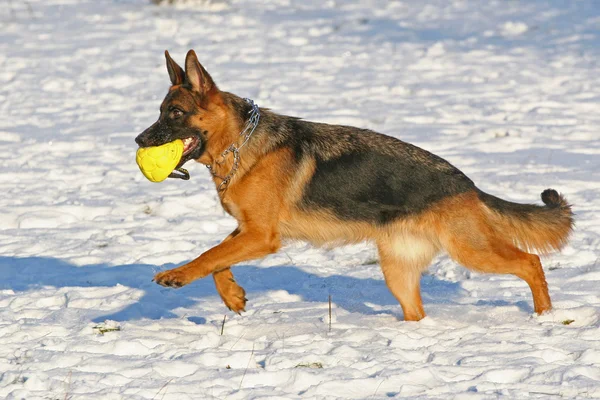 Σκύλος και μια κίτρινη μπάλα — Φωτογραφία Αρχείου