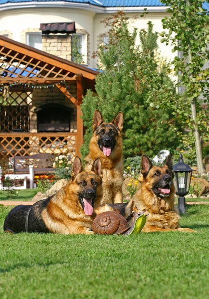3 german shepherds on the grass — Stock Photo, Image