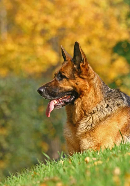 Portrait of a German shepherd Stock Image