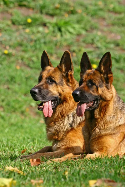 2 deutsche Schäferhunde — Stockfoto
