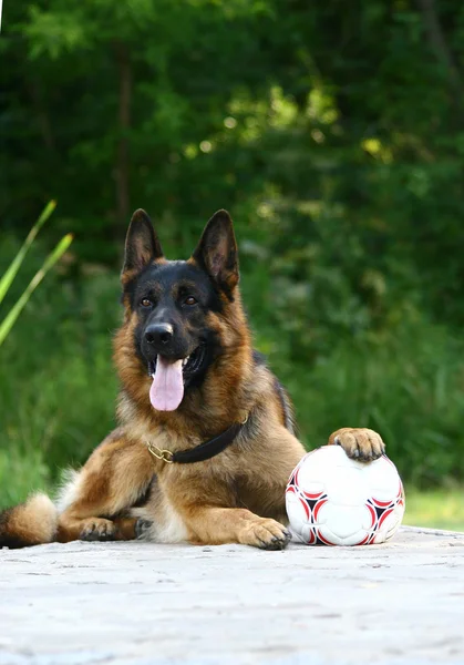Schäferhund und Fußball — Stockfoto