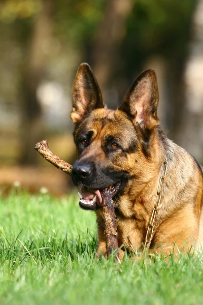 German shephers and stick Stock Image