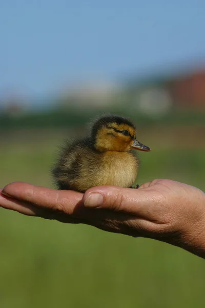 The duckling in a female hand — Stock Photo, Image