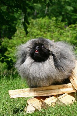 The Pekingese or Peke clipart