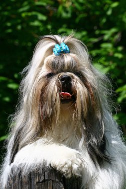 shih tzu