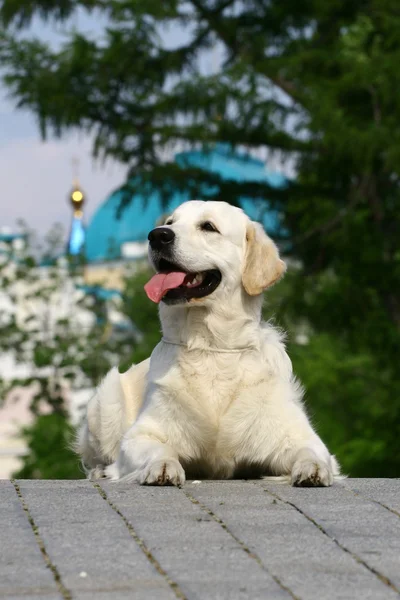 Cão branco — Fotografia de Stock