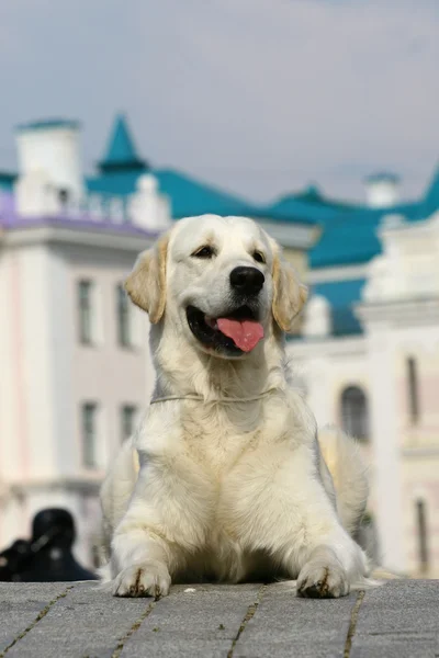 Köpek yalan beyaz — Stok fotoğraf