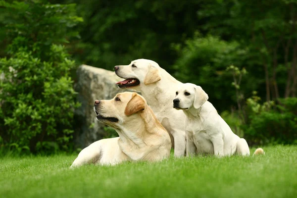Tre hvide hunde - Stock-foto