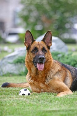 Dog and ball clipart