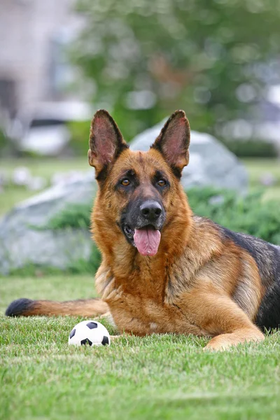 Perro y pelota — Foto de Stock