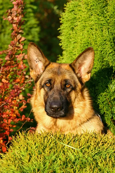 Cabeça de cão — Fotografia de Stock