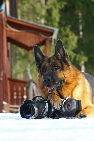 犬と山スキー ブート — ストック写真