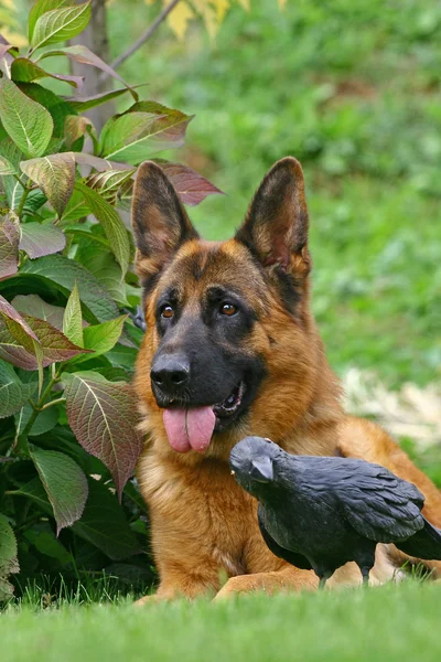 Hond en zwart — Stockfoto