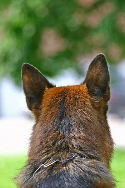 La cabeza de un perro vista trasera — Foto de Stock
