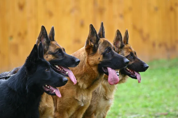 Vier honden — Stockfoto