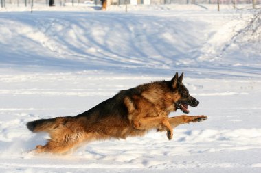 çalışan köpek